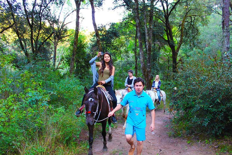 No prior experience necessary, these horses are only kind