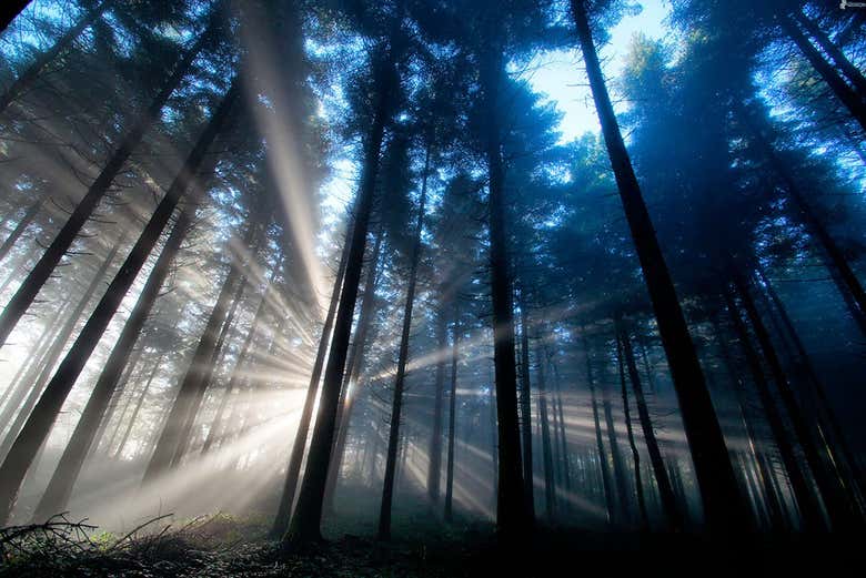 Atardece en el bosque