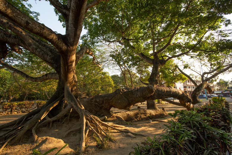 Ceiba tree in La Antigua