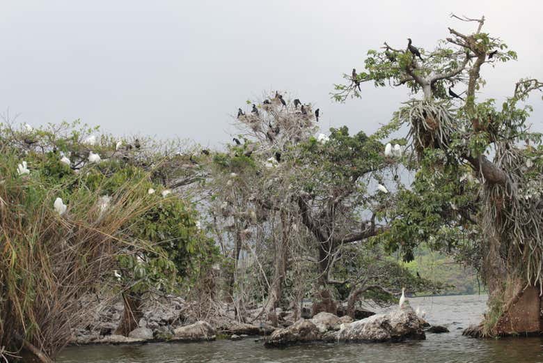 Ilha Las Garzas