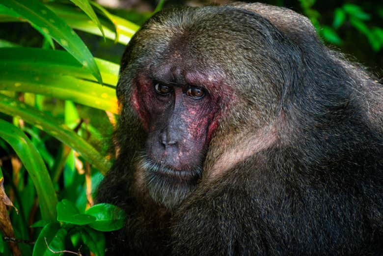 Ilha dos Macacos