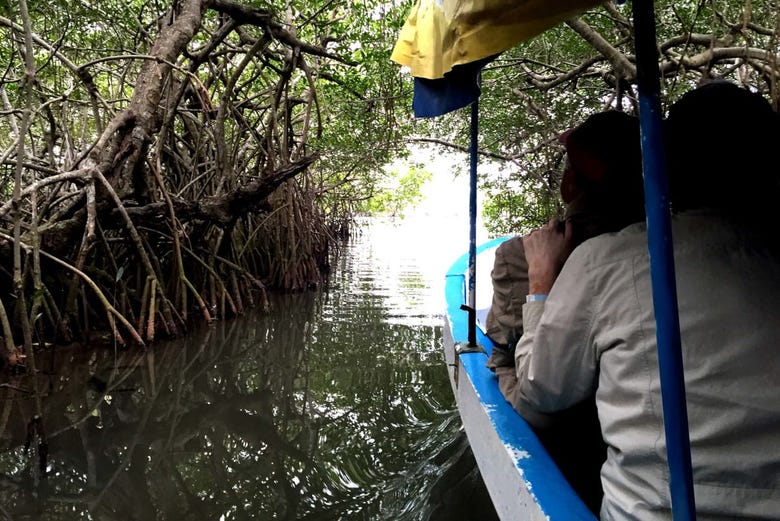 Boat trip through the mangroves