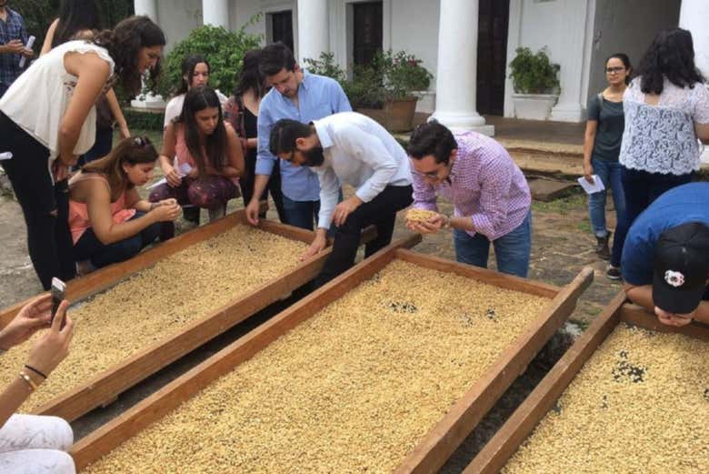 Tour del café por Coatepec
