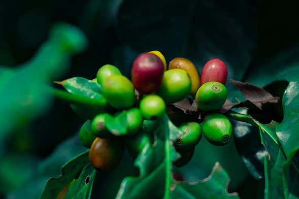 Coatepec Coffee Tour