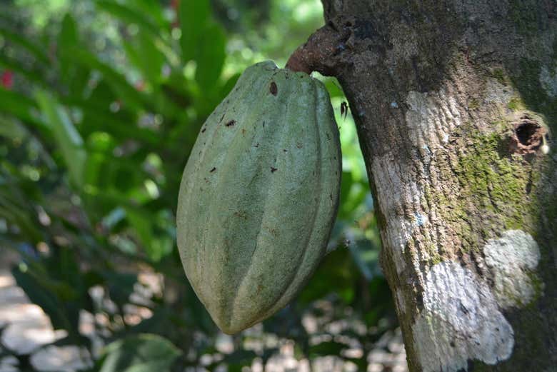 Grano de cacao