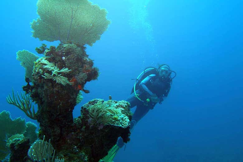 Professional diver in Xcalak