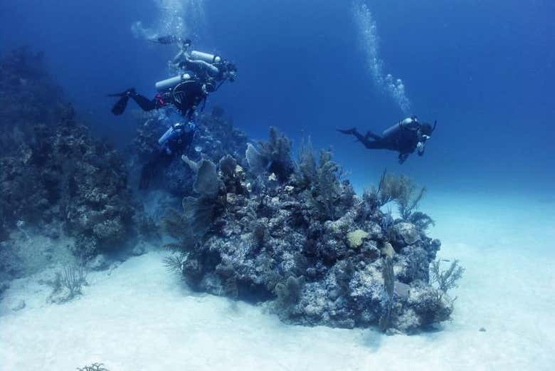Exploring the coral gardens