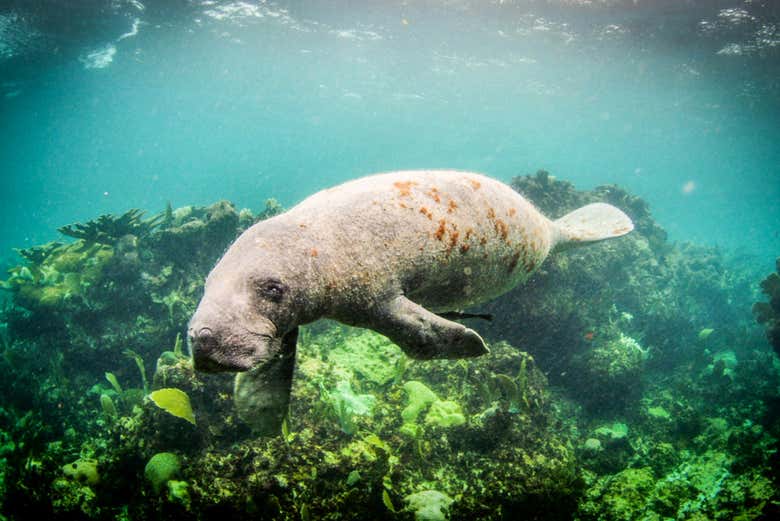 Manatee