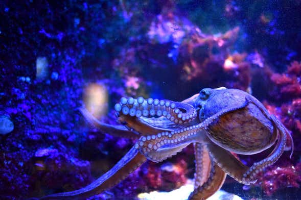Biglietti per il Museo Oceanografico