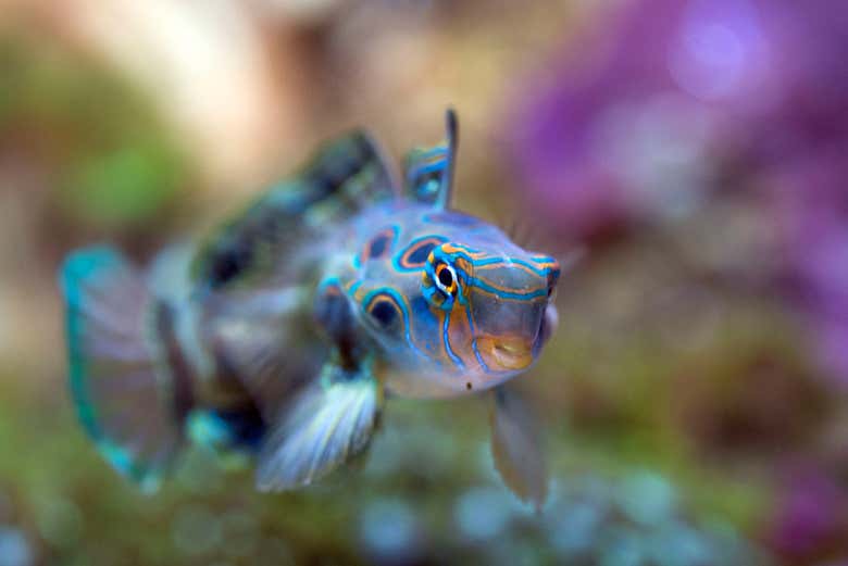 Espécie do tanque de exemplares exóticos