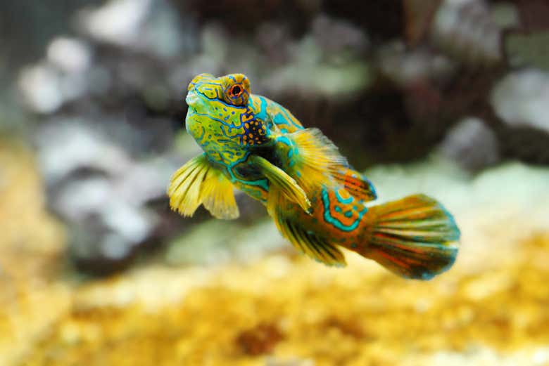 Peixe-mandarim no aquário de espécies tropicais