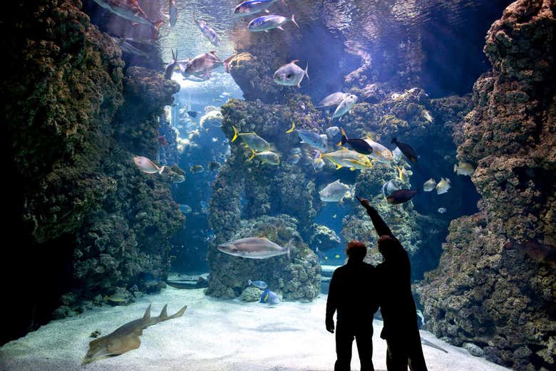Visitando il Museo Oceanografico di Monaco