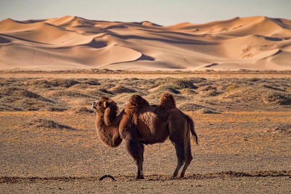 Excursión al desierto de Semi Gobi