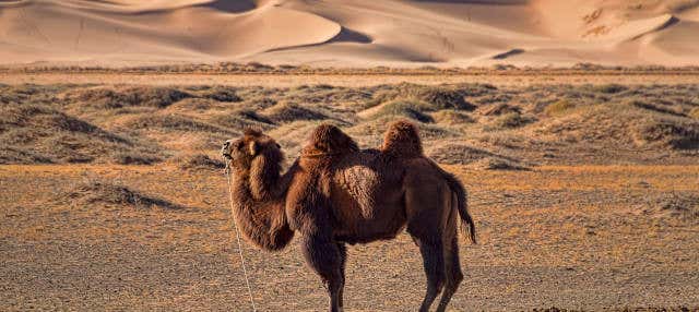 Excursion dans le désert de Semi Gobi