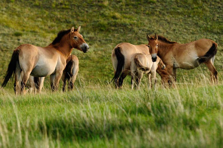 Les chevaux du parc national Khustai