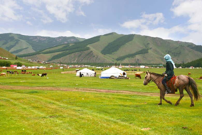 Les chevaux du parc national Gorkhi-Terelj