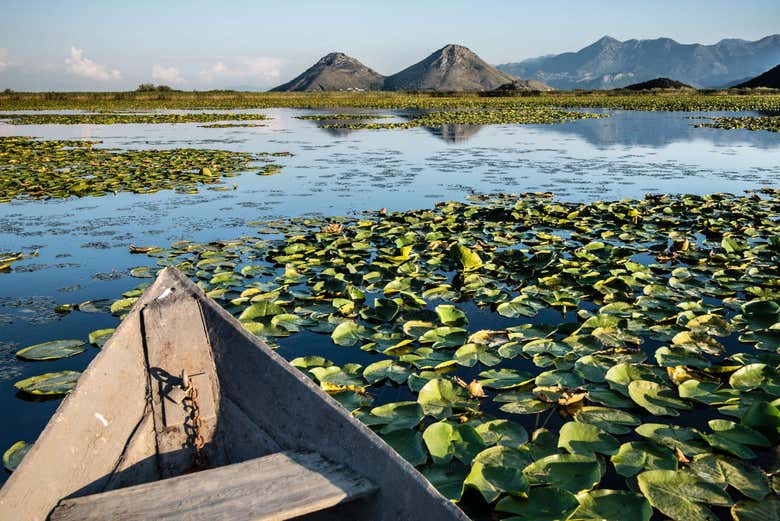 Nenúfares do lago Skadar