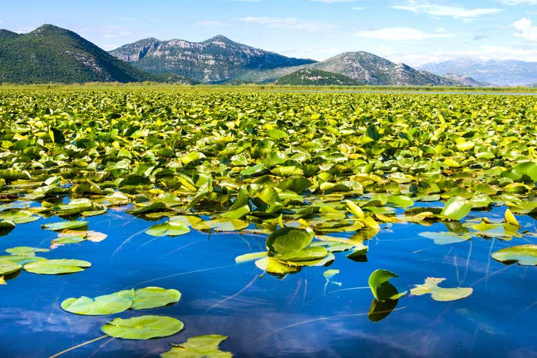 Paisagens do lago Skadar