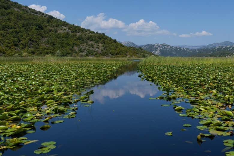 La vegetazione sul lago Scutari