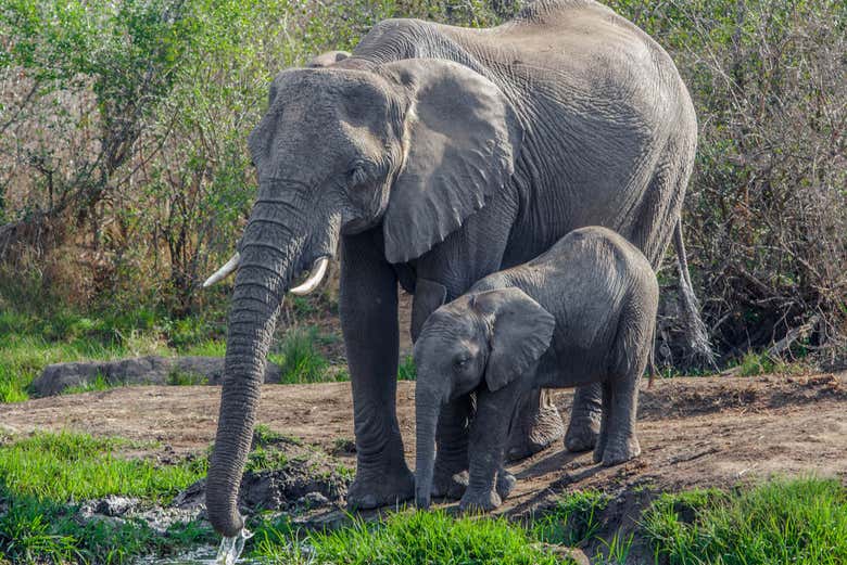 Eléphant avec son petit