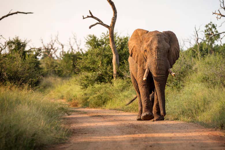 Éléphant dans le parc national de Royal Hlane
