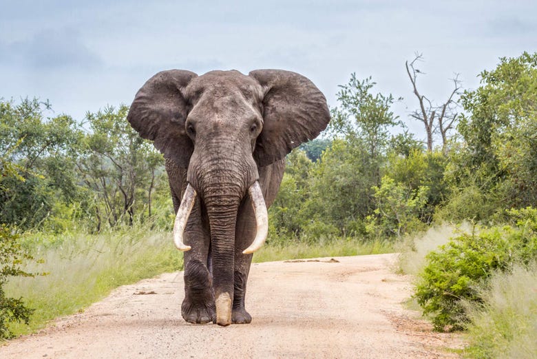 Elefante na Reserva Especial de Maputo