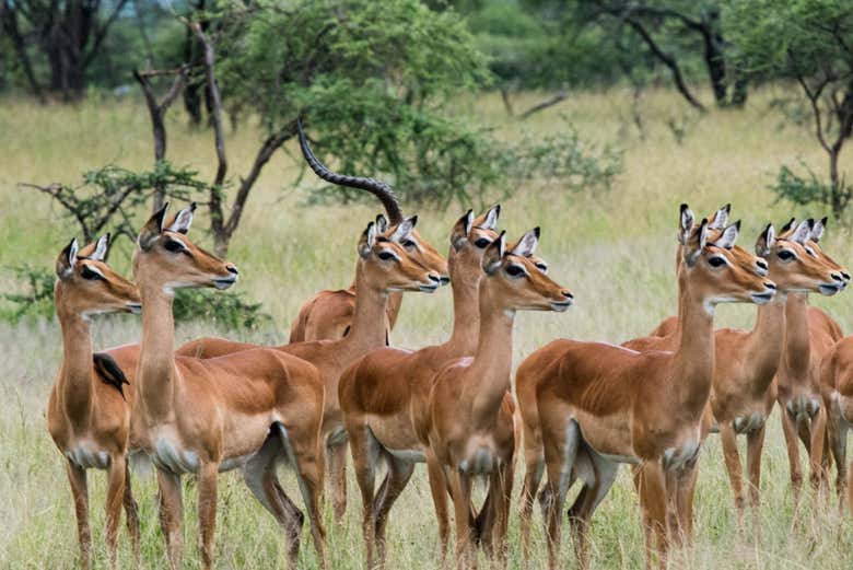 Impala de la réserve spéciale de Maputo