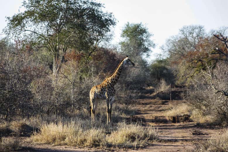 Girafe