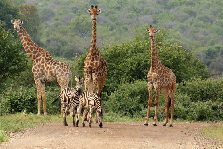 Girafes et zèbres du parc Kruger