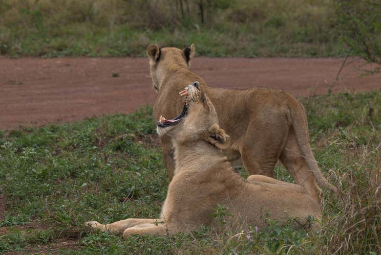 Lionnes dans le parc national de Royal Hlane