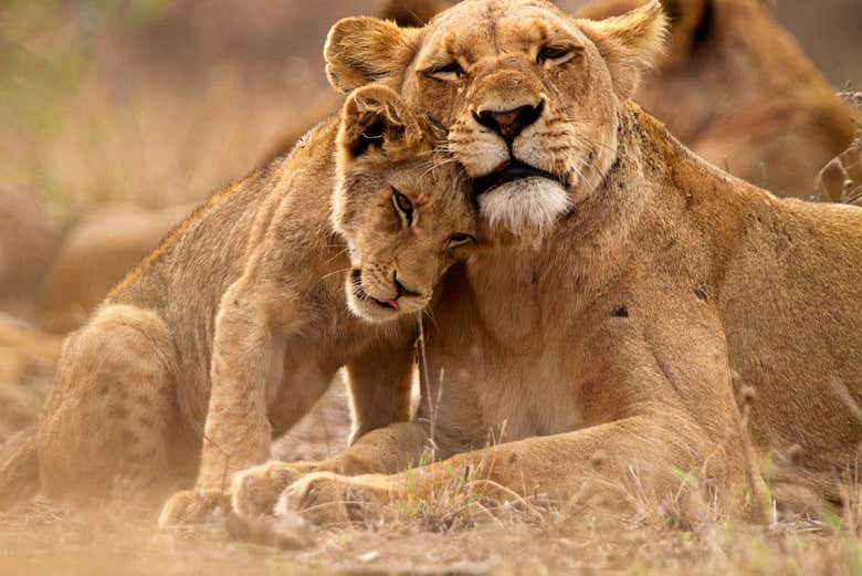 Des lions dans le parc Kruger