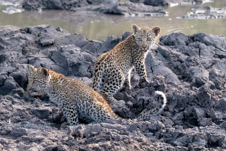 Leopardos na Reserva Sabie Game Park