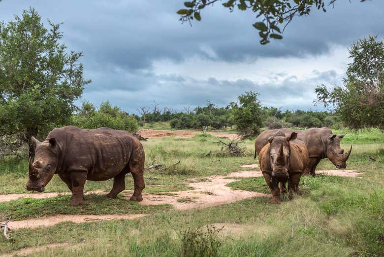 Rhinocéros blancs