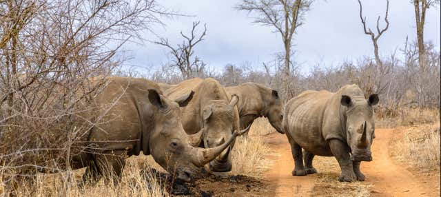 Safari privé dans le parc national de Royal Hlane