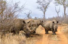 Hlane Royal National Park Private Tour