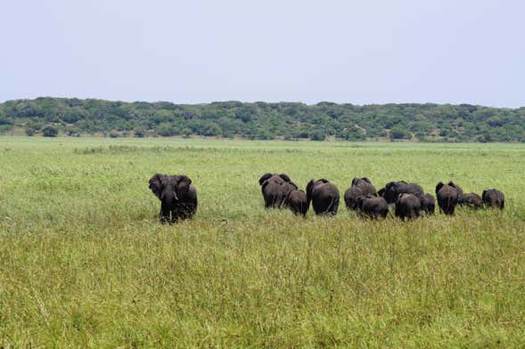 Safári pela Reserva Especial de Maputo