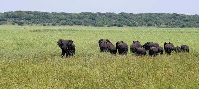 Safári privado pela Reserva Especial de Maputo