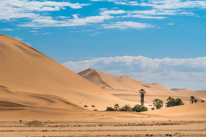 The Namib has some of the world's largest sand dunes