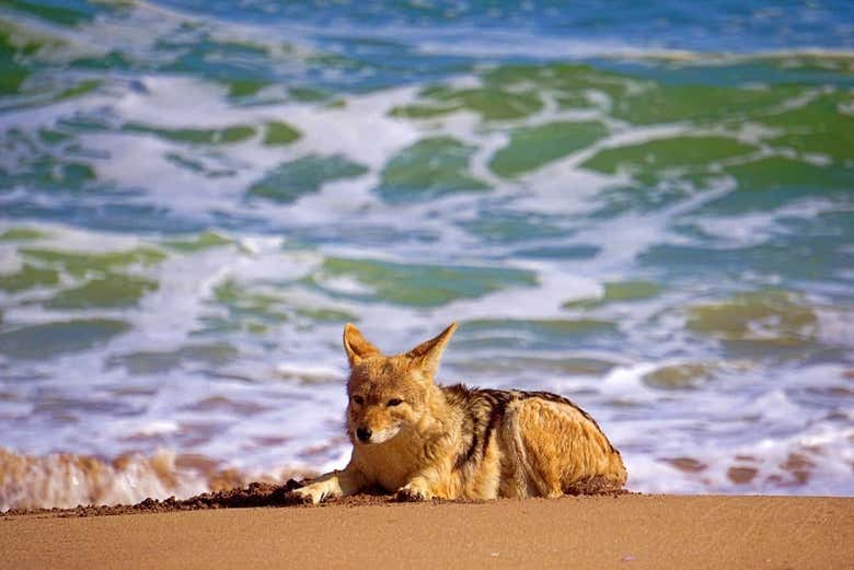 Un chacal en Sandwich Harbour