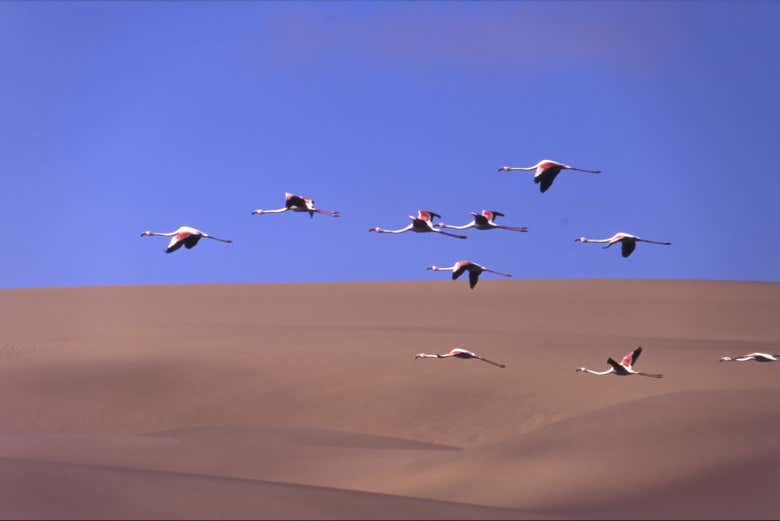 Flamencos volando sobre las dunas
