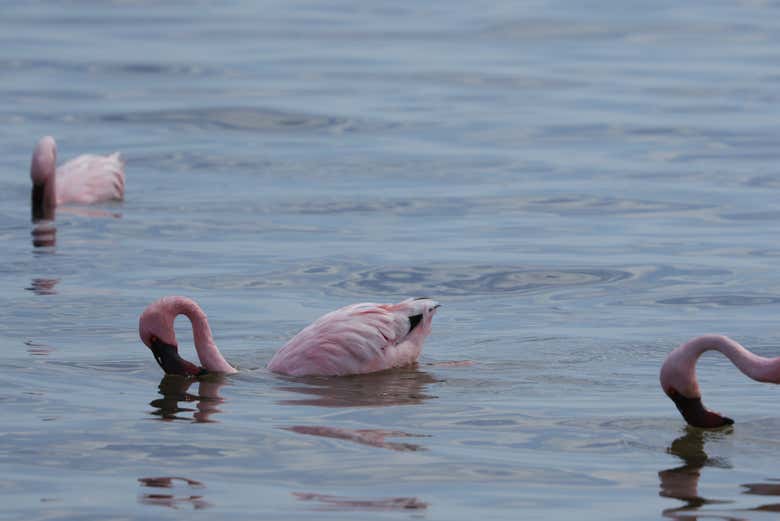 Flamencos en las aguas del lago Walvis