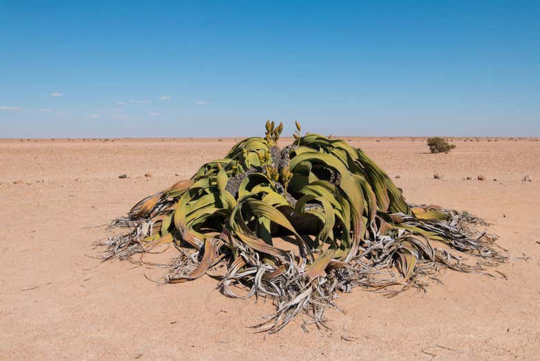Welwitschia Mirabilis