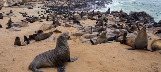 Réserve d'otaries de Cape Cross