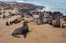 Reserva de leões-marinhos de Cape Cross