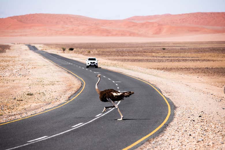 Une autruche traversant une route du désert namibien