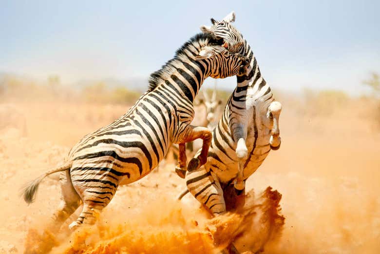 Cebras luchando