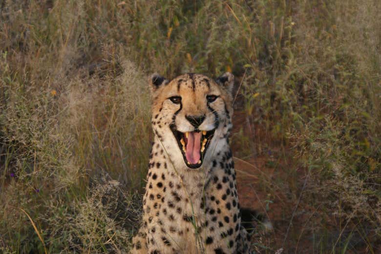 Un guépard rugissant