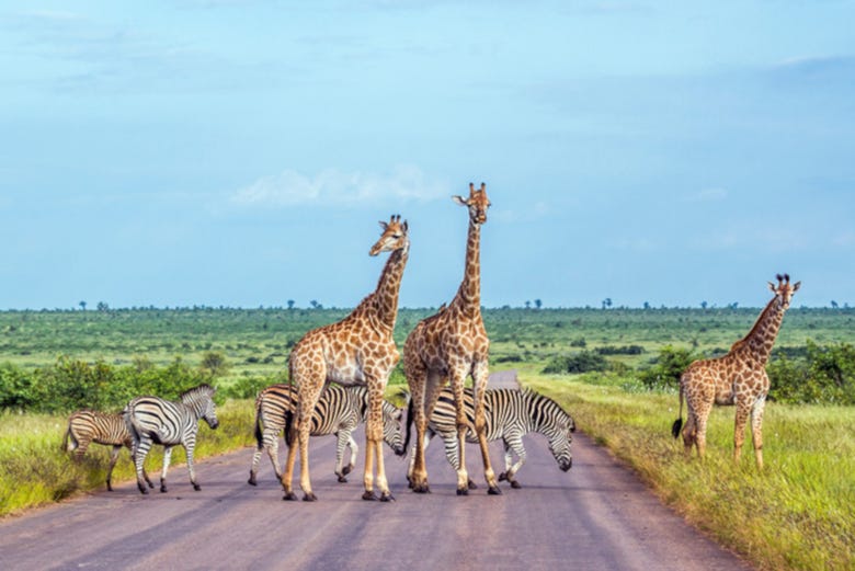 Giraffe e zebre attraversando la strada