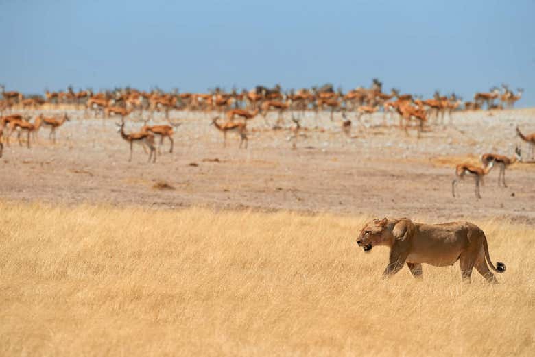 Leona en el Parque Nacional Etosha