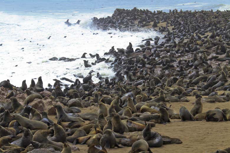 Leones marinos en Cape Cross